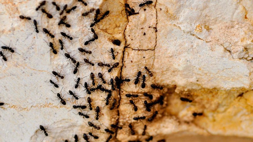 Suben las temperaturas y llegan los visitantes indeseados: seis trucos clave para que tu casa no se llene de hormigas