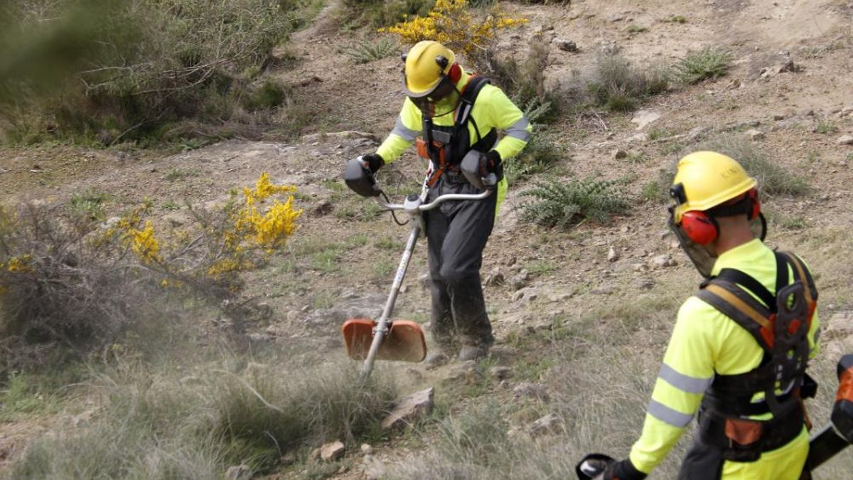 Operarios de Endesa realizando trabajos de poda y tala.