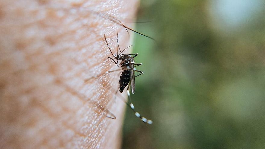 La Rambla, en alerta por el virus del Nilo