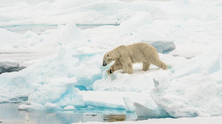 Ni hielo ni frío: el dramático deshielo que vive la isla de Svalbard, el reino del oso polar