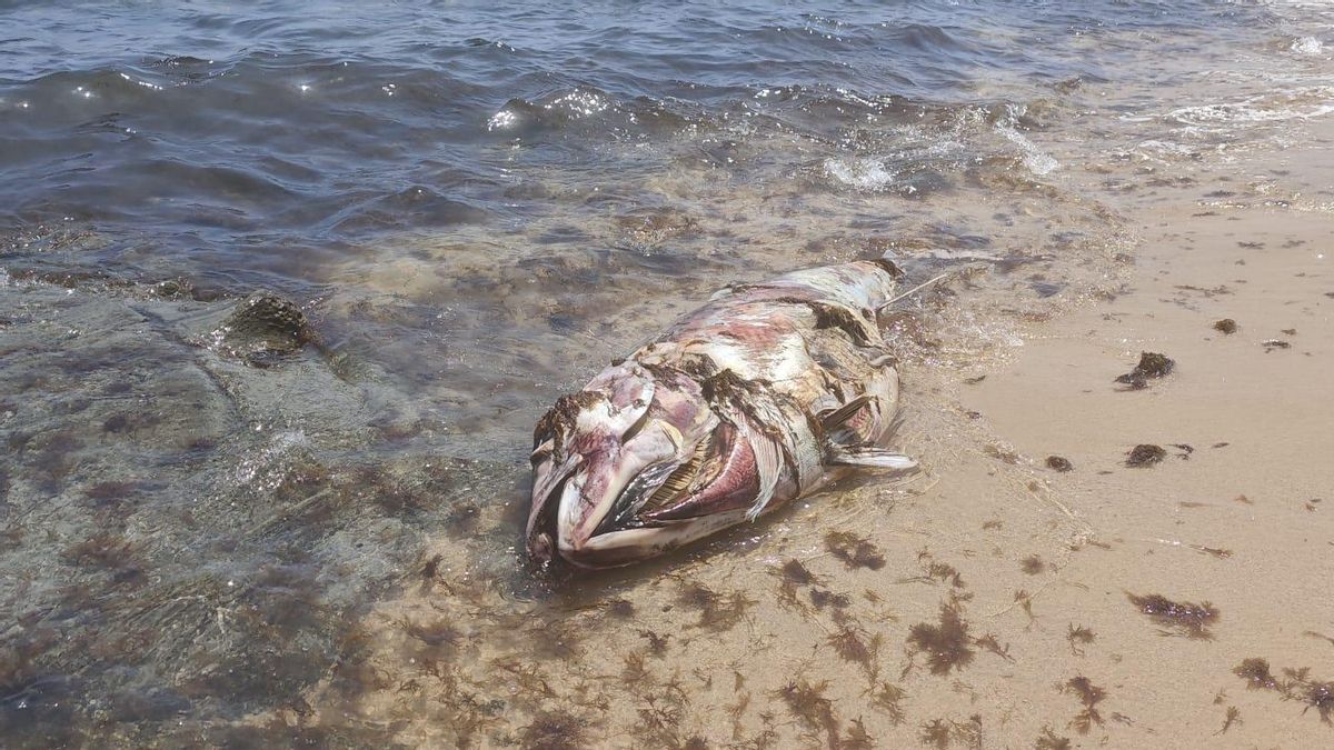 La aparición de decenas de atunes muertos en las playas de Tarifa empaña el fin de la temporada de almadraba