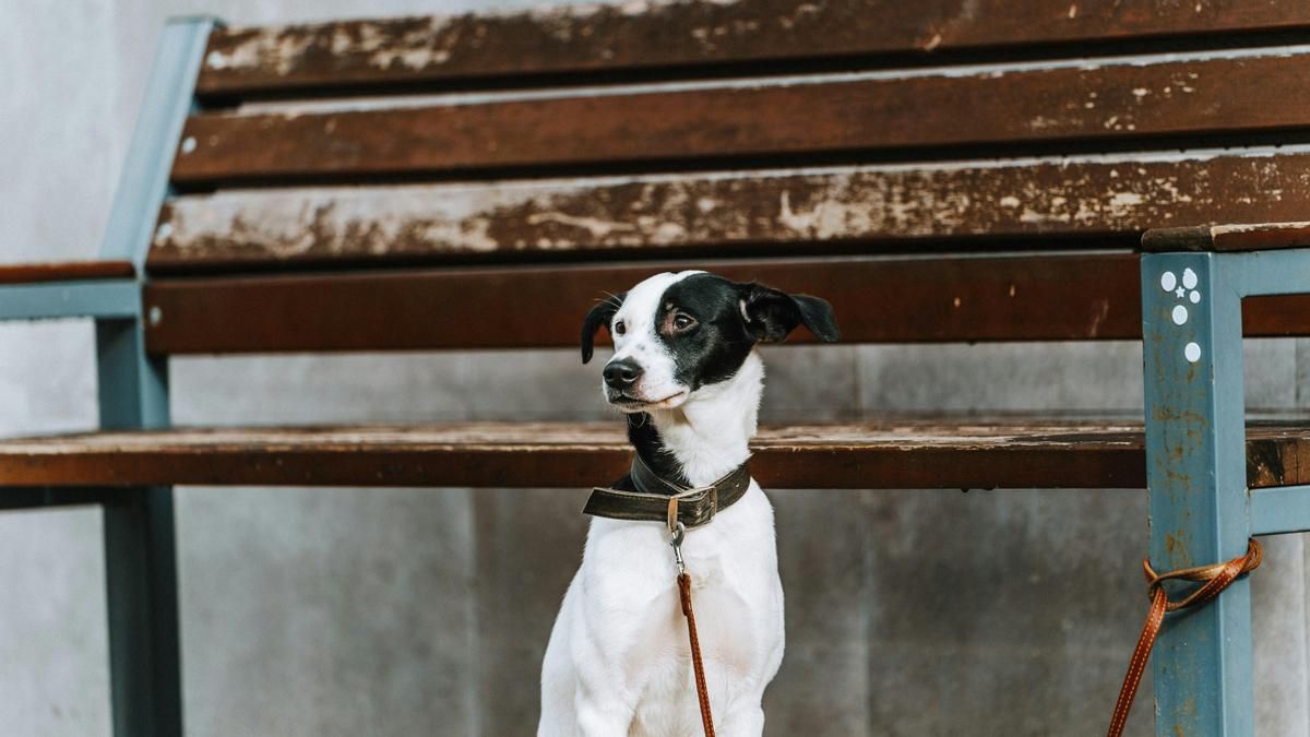 Por qué ya no puedes dejar a tu perro atado a la entrada de una tienda y qué multas establece la Ley de Bienestar Animal