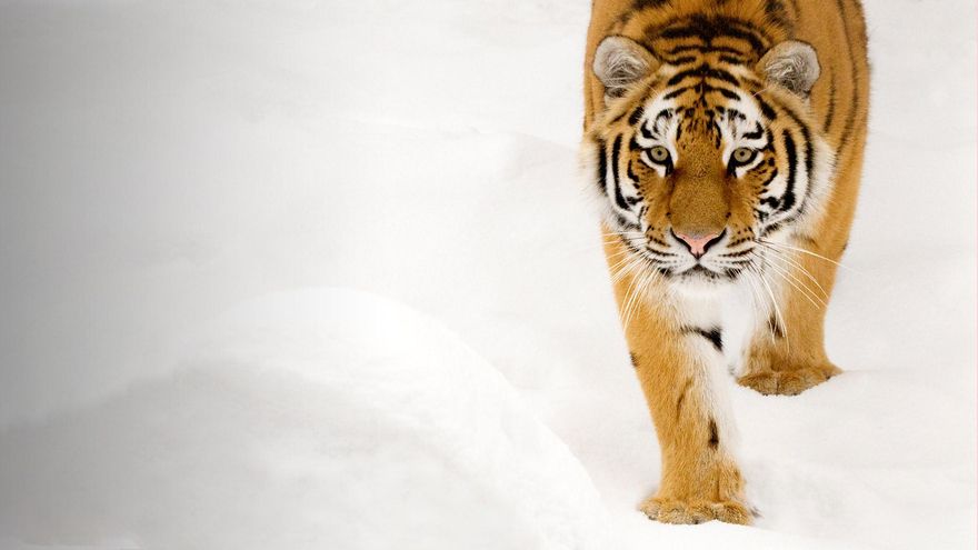 Especial El Negocio de la Extinción - WWF 2018