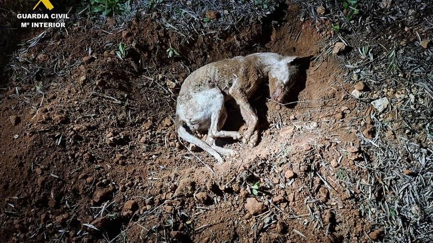 El SEPRONA investiga a una persona en Castellar de Santiago por la muerte de su perro
