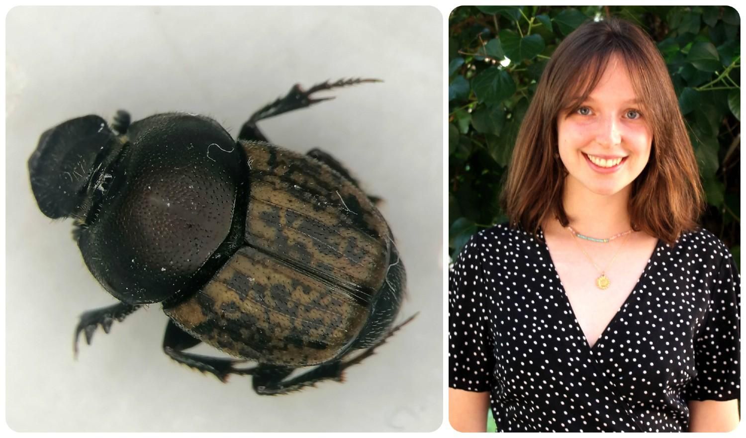 Un escarabajo 'Onthophagus' y la bióloga María Mallo Robla.