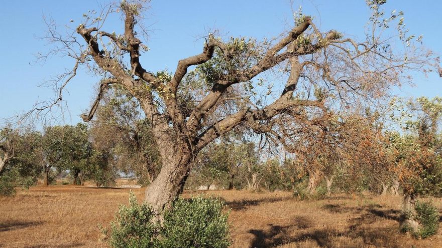 La bacteria 'Xylella fastidiosa' que amenazaba el olivar ha sido erradicada en el campo andaluz