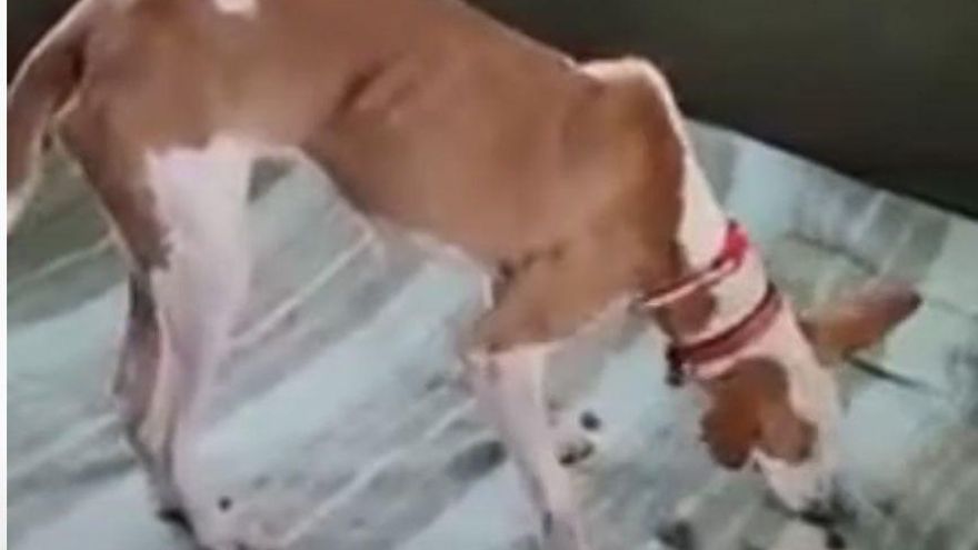 Colectivos animalistas difunden un vídeo de los podencos rescatados en La Palma y aseguran que están en manos de protectoras