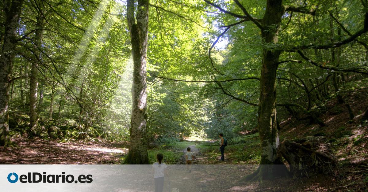 Rodeado de vestigios megalíticos y bosques milenarios: este pueblo navarro marca la entrada a la Selva de Irati