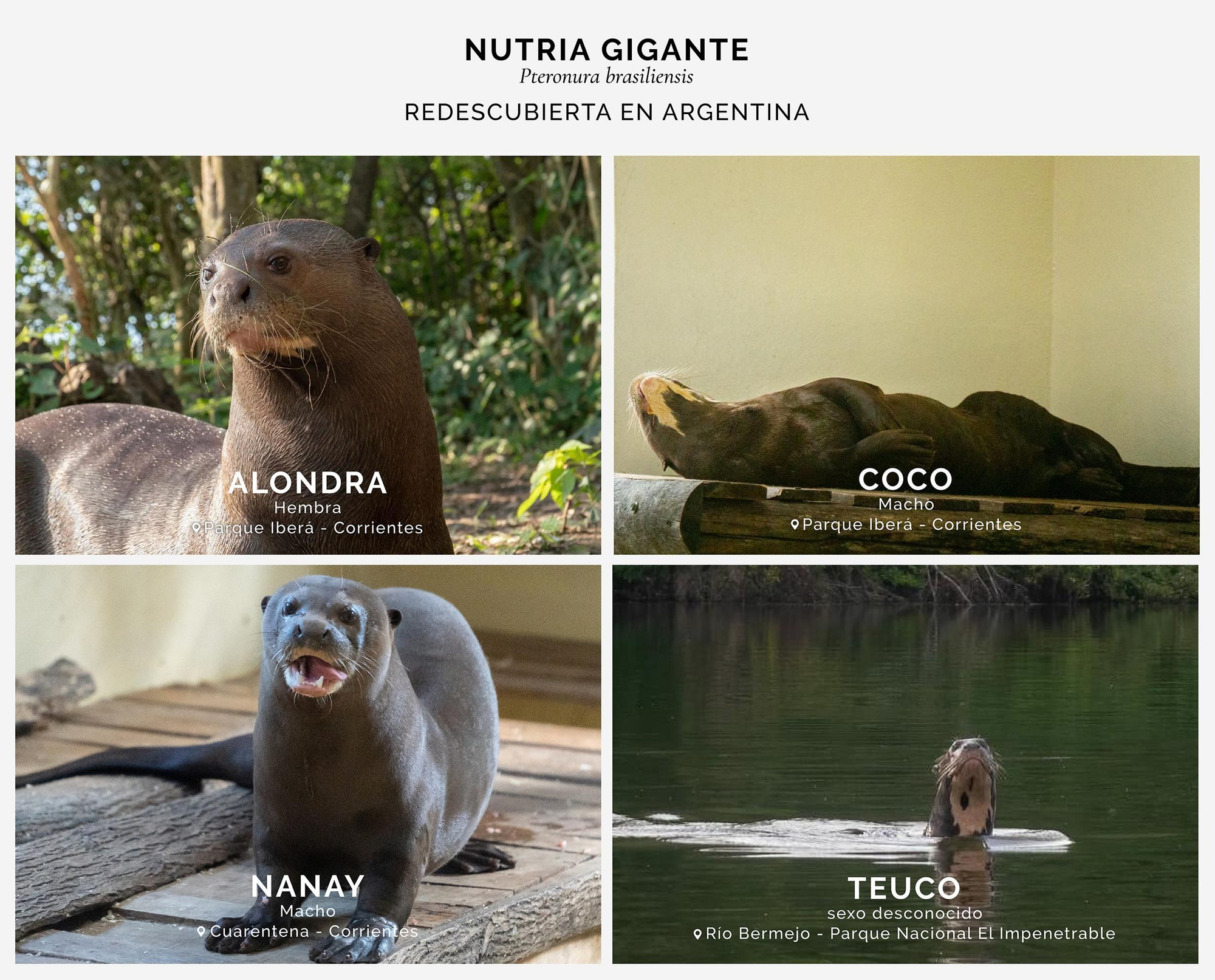 Algunas de las nutrias gigantes recibidas por el proyecto de conservación Foto: cortesía Rewilding Argentina