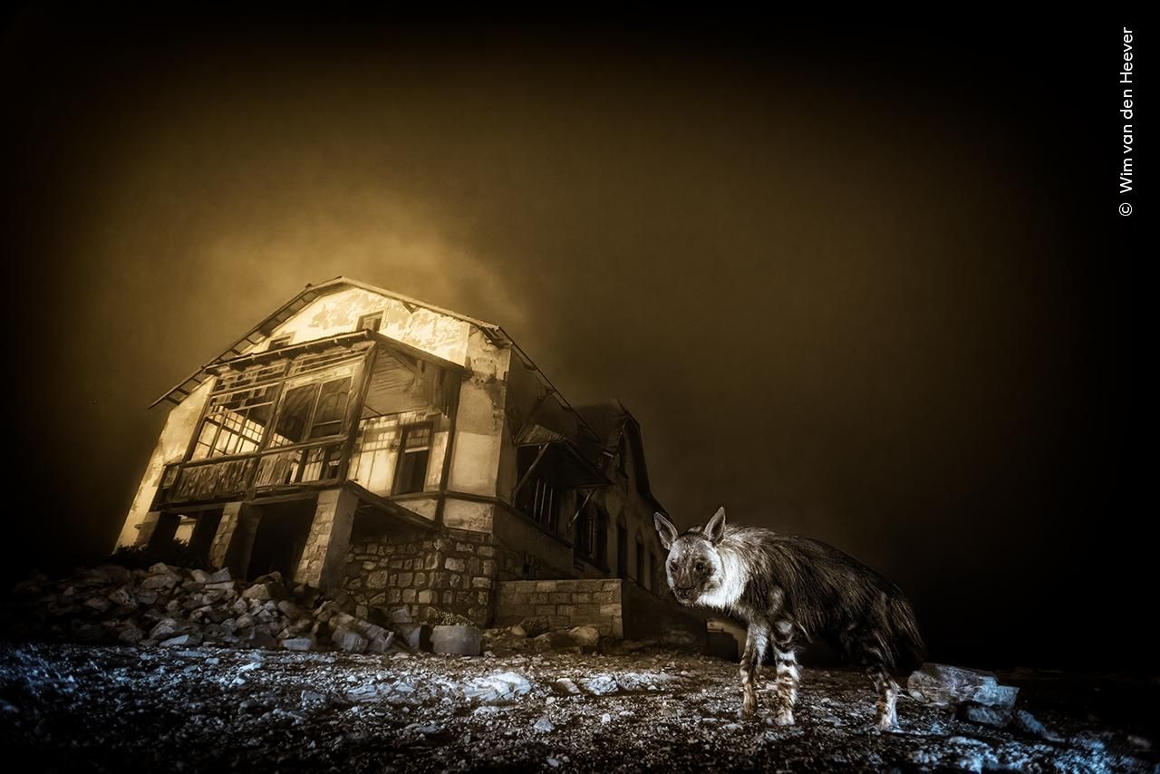 'Visitante de pueblo fantasma', Premio Wildlife Photographer of the Year 2025
