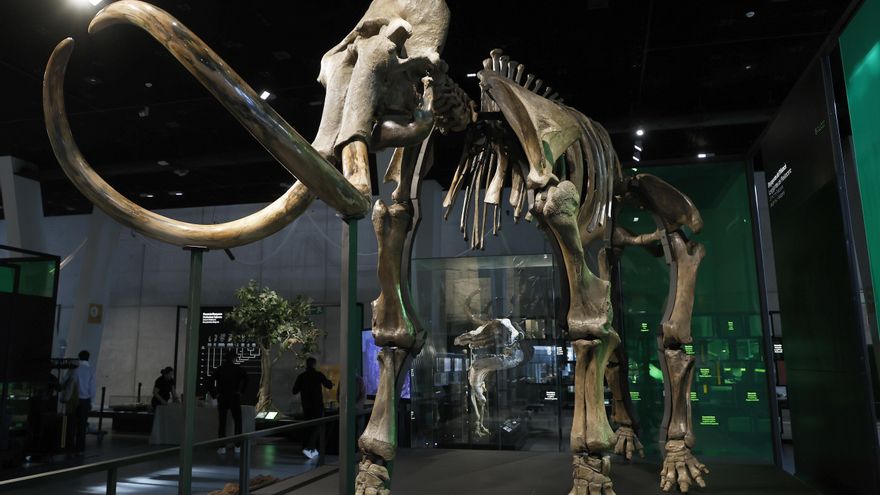 Esqueleto de mamut de la Edad de Hielo que convivió con homosapiens llega a Cosmocaixa Barcelona