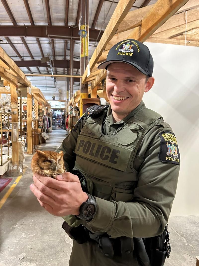 Un agente con el búho dormido tras rescatarlo de una tienda de antigüedades en la aldea de East Durham, condado de Greene