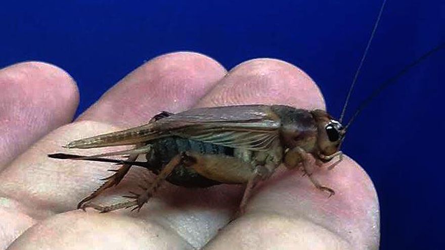 Memorias de la montaña (XI): el grillo