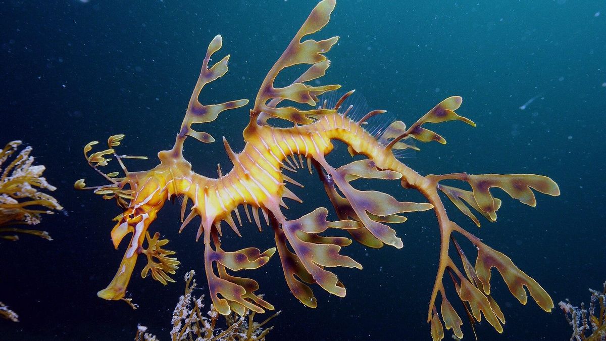 Los dragones marinos, los animales autóctonos de Australia que están en peligro por culpa de las algas