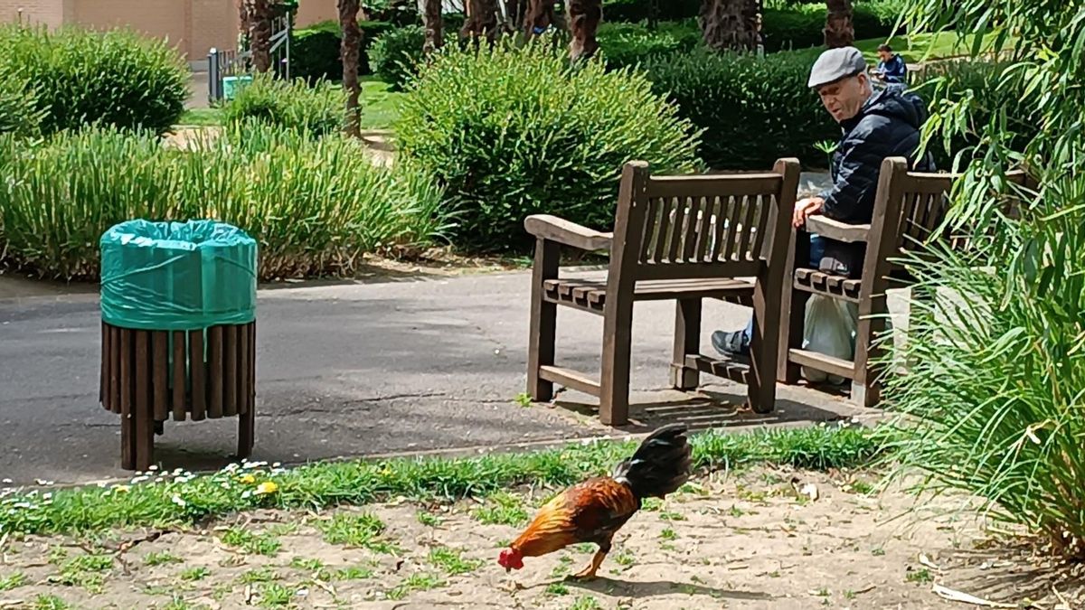 Ni alarma ni móvil: la insólita presencia de un gallo en el parque de El Corte Inglés de León despierta a los vecinos
