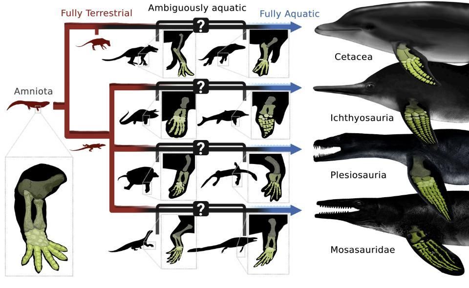 다양한 클랜은 다양한 솔루션으로 바다로의 귀환을 반복했습니다.