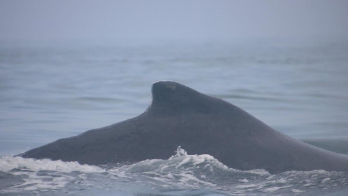 El monitor satelital que se instaló a Wallina duró solo unas semanas. Foto: WWF Perú