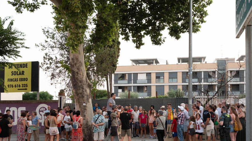 Un informe independiente desmonta la justificación del Ayuntamiento de Alagón para talar un plátano centenario