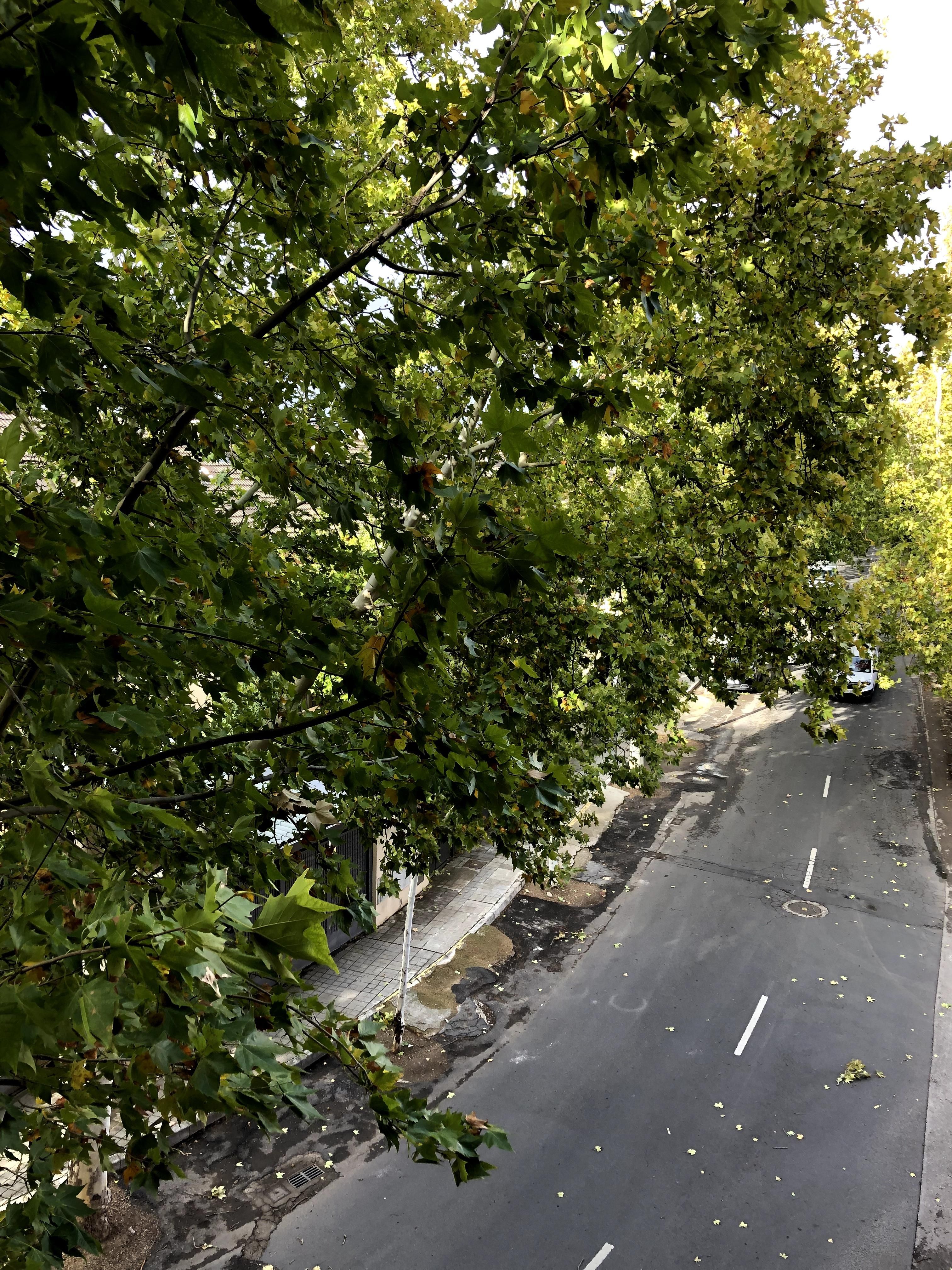 Ciudad Real mantiene medidas preventivas por las inclemencias del tiempo con los parques cerrados
