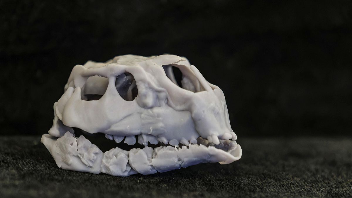 Cráneo de una nueva especie de dinosaurio hallado en los yacimientos paleontológicos de la sierra de la Demanda de Burgos.