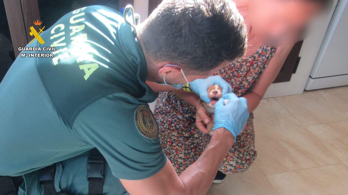 Investigan a un hombre por abandonar siete cachorros vivos en un contenedor en Cáceres