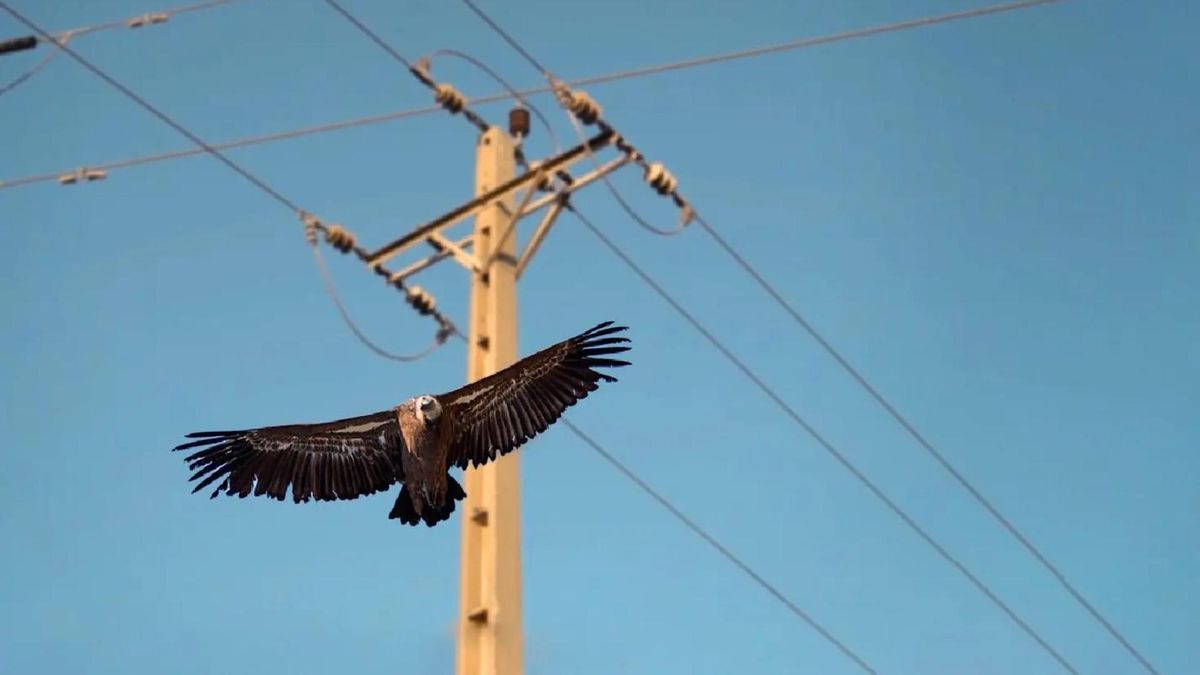 ESTUDIO | Argentina: por lo menos 160 aves murieron electrocutadas en tendidos de cables