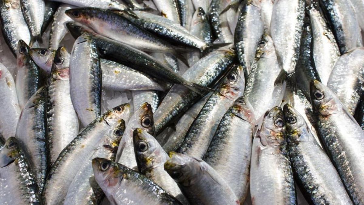 Pescados del Mediterráneo