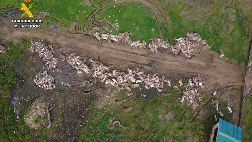 Animales abatidos en una montería en la provincia de Ciudad Real.