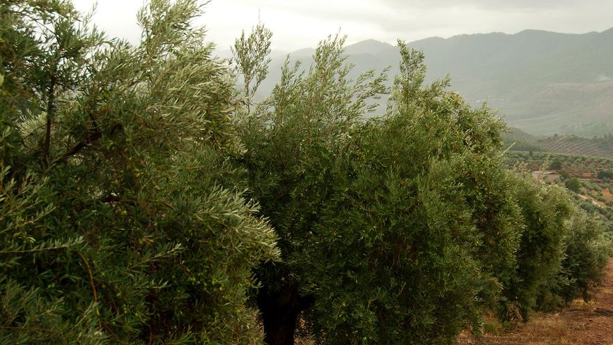 "El olivar tradicional es una joya ecológica que debemos mimar al máximo"