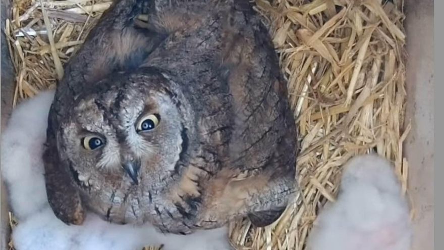 La madre autillo atropellada y sus crías