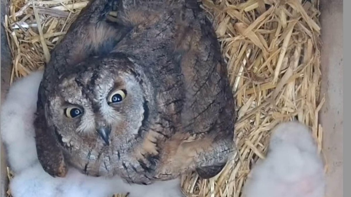 Muere atropellada en Santander una hembra de autillo que tenía cinco crías