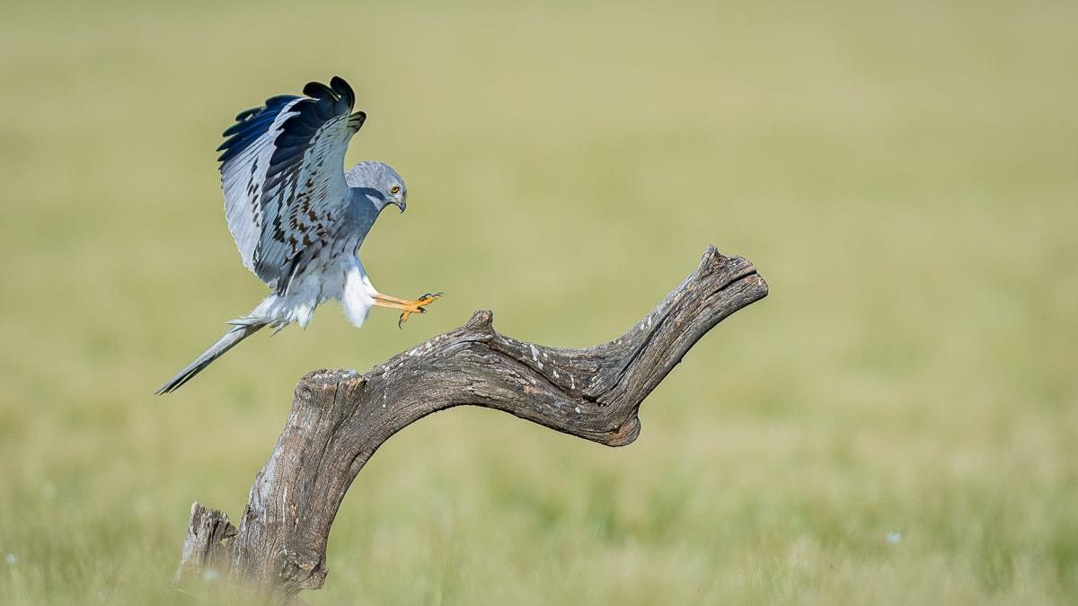 El macho de aguilucho cenizo que está consiguiendo mantener su especie en Reino Unido