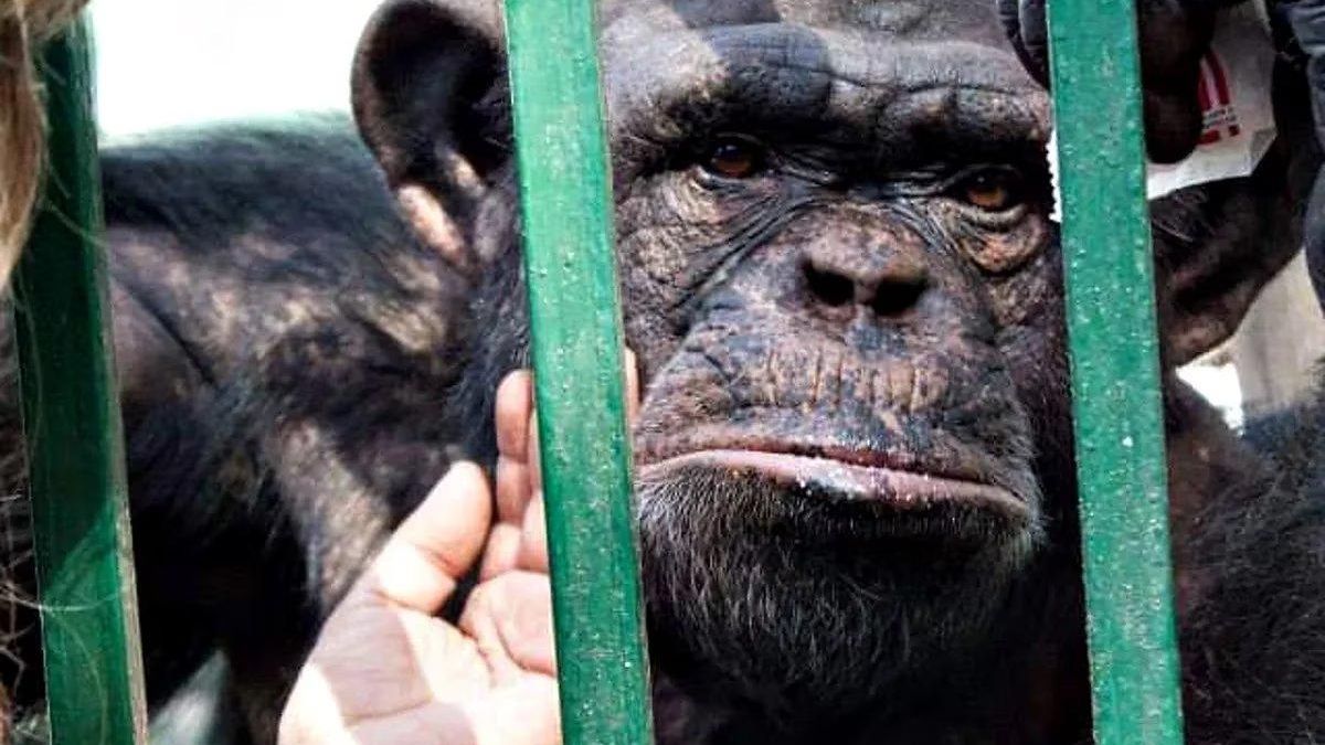 Tras 35 años de cautiverio en zoológicos argentinos, el chimpancé “Toti“ podrá viajar a un centro de resocialización en Inglaterra