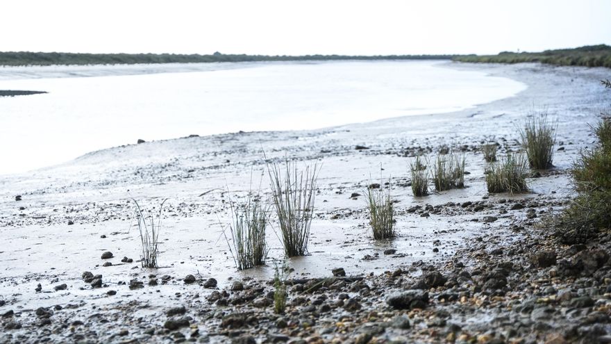 Detalle de los humedales durante la visita al Paraje Natural y Reserva de la Biosfera Marismas del Odiel en Punta Umbría.