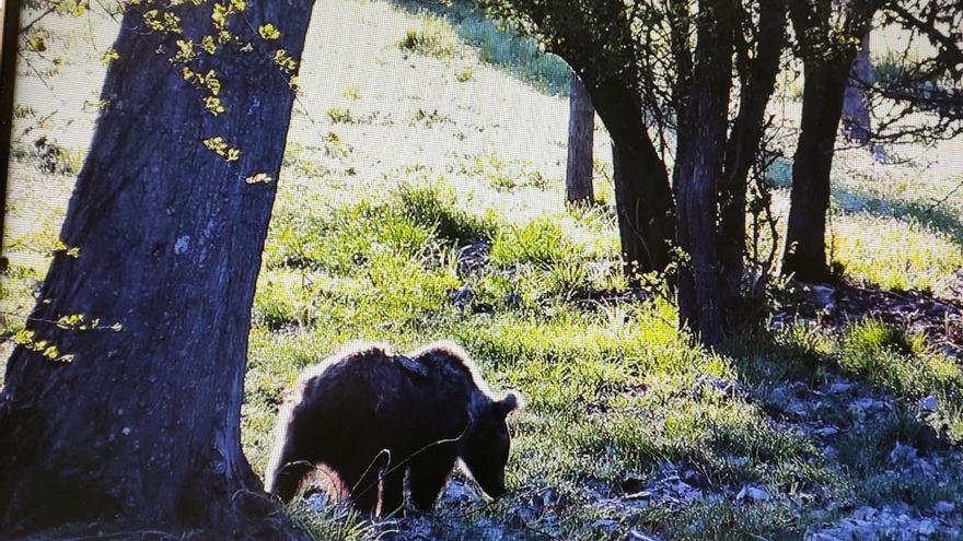 La osezna 'Éndriga' queda en libertad después de ocho meses de recuperación, los últimos cuatro en Valsemana, en León.