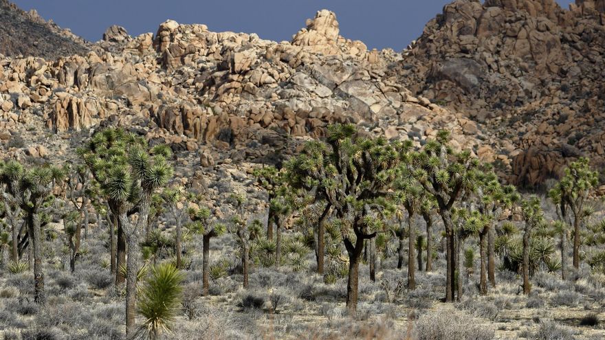 Bosque de Yuccas, también conocidos como árboles de Josué. Este ecosistema da nombre al Joshua Tree National Park.