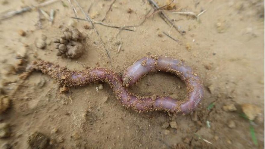 Ejemplar de la lombriz estudiada. / Universidad de Vigo