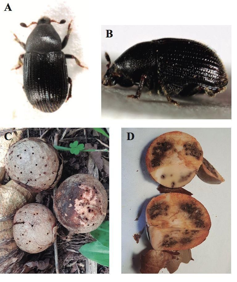 Visión cenital (a) y lateral (b) de Pagiocerus frontalis (Fabricius, 1801). Pipas de aguacate infectadas (C) y (d).