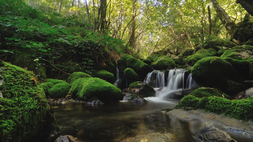 El robledal reserva de la Biosfera mejor conservado de toda la península está en Asturias