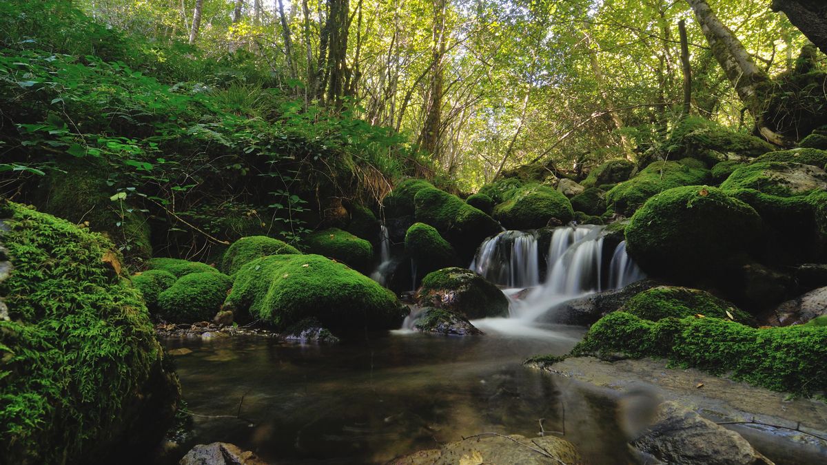 El robledal reserva de la Biosfera mejor conservado de toda la península está en Asturias