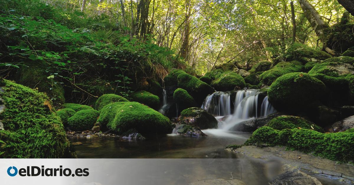 El robledal reserva de la Biosfera mejor conservado de toda la península está en Asturias