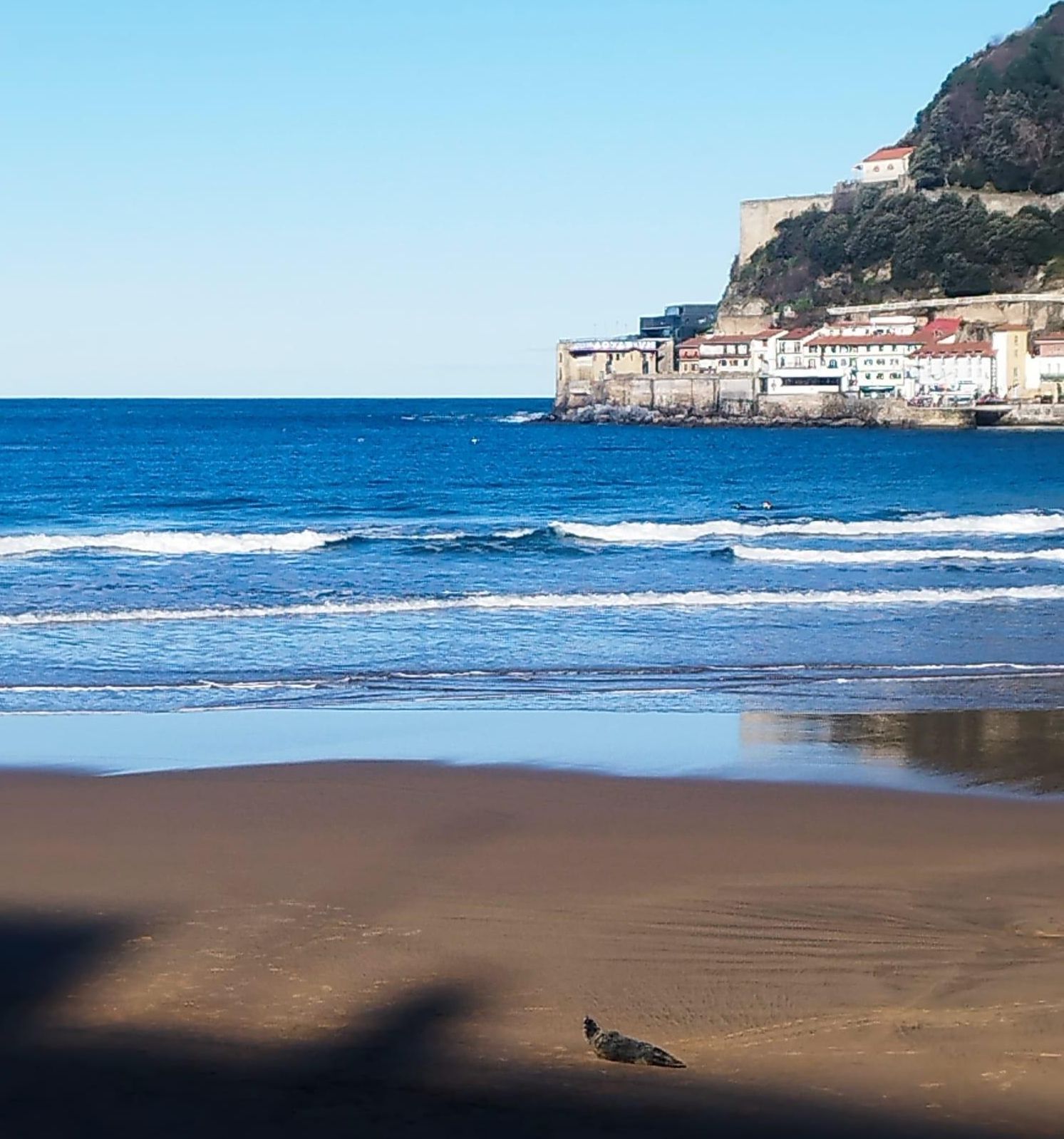La foca, descansando en la arena de la playa de La Concha