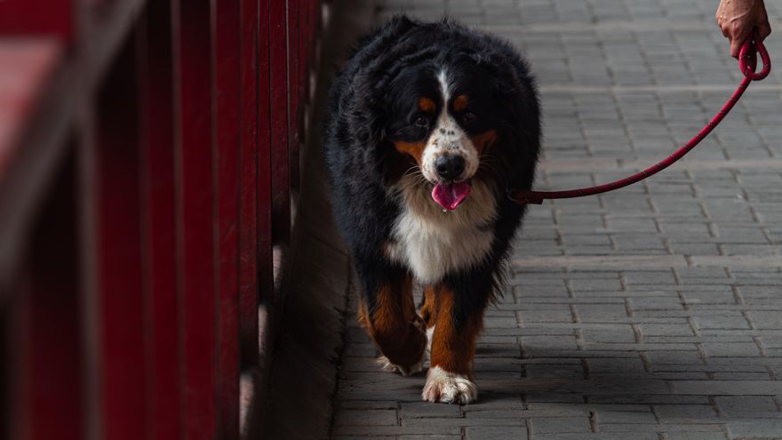Viajar con perros en trenes de Renfe: recargo, requisitos y en qué asientos tienen que ir los canes de hasta 40 kilos