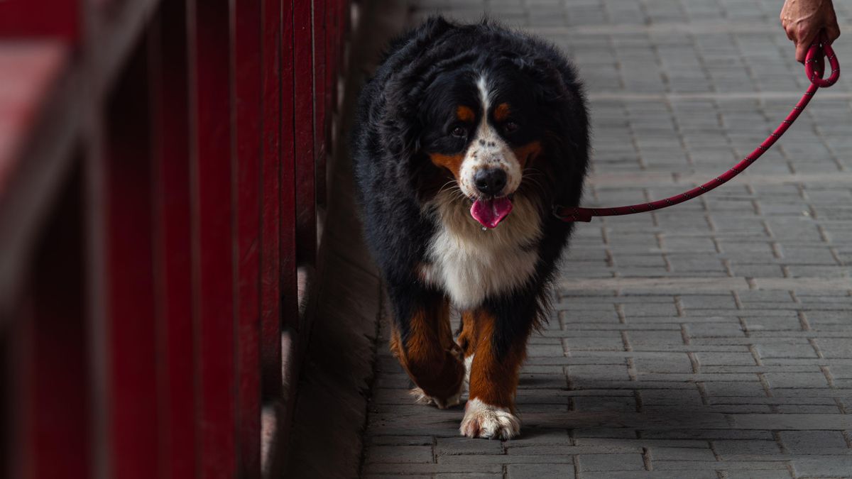 Perros viajando en trenes Renfe: recargo, requisitos y en qué asientos tienen que ir los canes de hasta 40 kilos