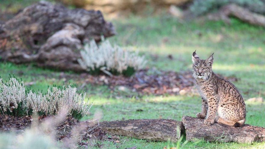 Lince avistado en Adamuz, en plena Sierra Morena | ALPASÍN