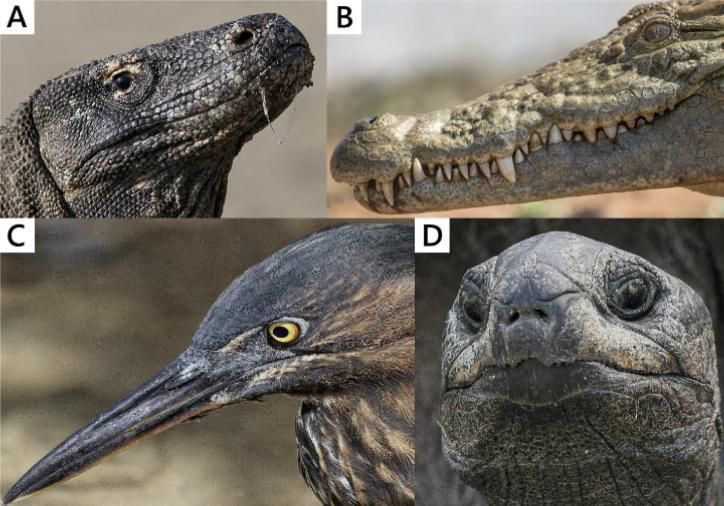 Las aves y las tortugas ayudan a investigar bocas extinguidas