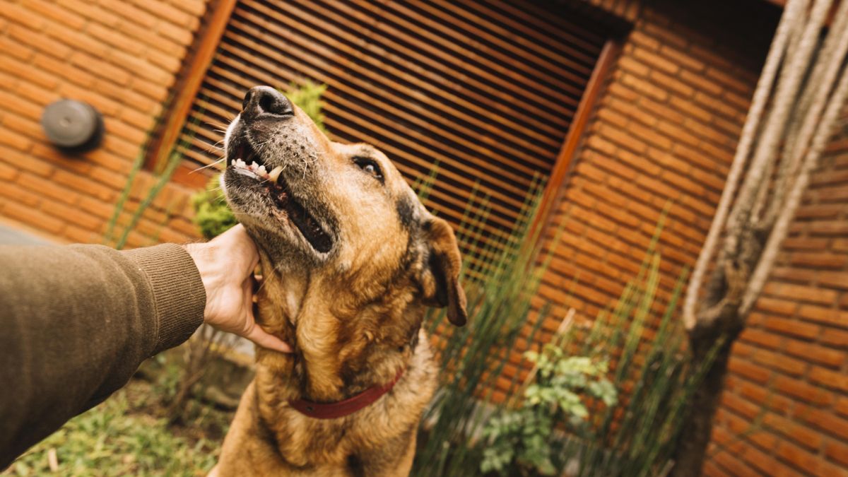 La Ley de Bienestar Animal establece unas condiciones de habitabilidad y convivencia digna para las mascotas