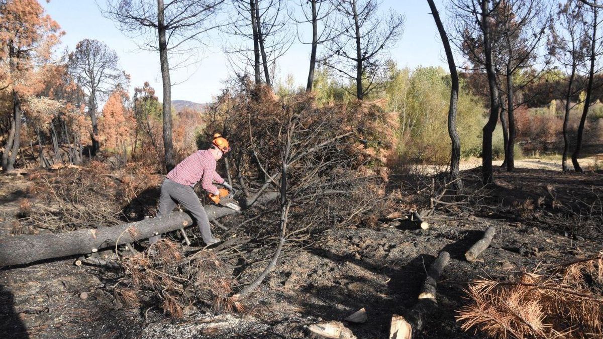 Limpieza en un bosque calcinado.