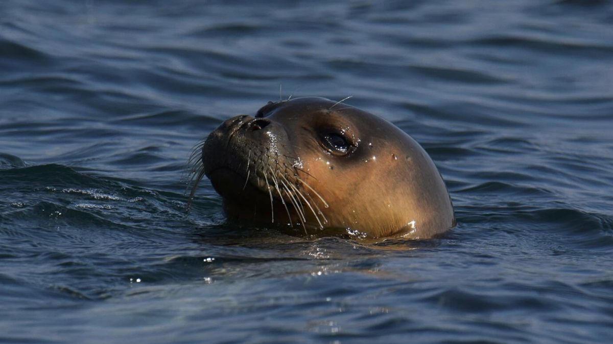 La pesca, las obras costeras y el turismo empujaron la recuperación de la especie hacia rincones difíciles