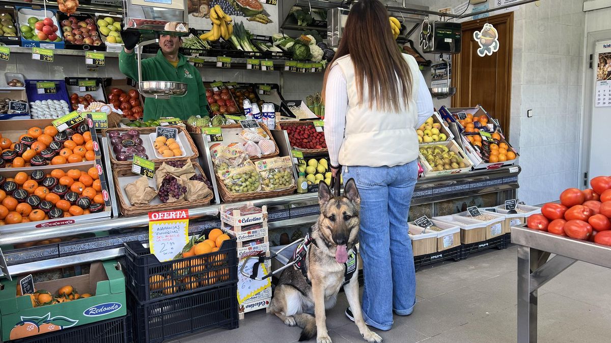 Reclaman el acceso de los perros guía de la ONCE a establecimientos de alimentación en Córdoba
